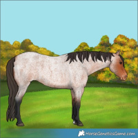Horse Color:Bay Roan Varnish