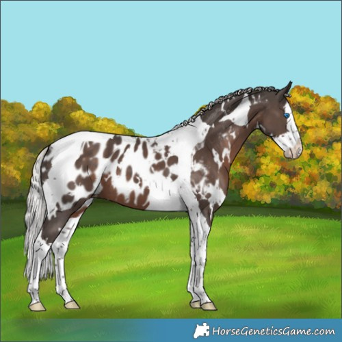 Horse Color:White Spotted Silver Black Splash Tobiano Appaloosa 