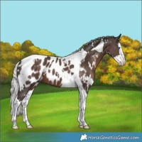 Horse Color:White Spotted Silver Black Splash Tobiano Appaloosa 