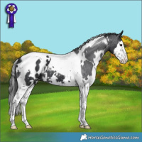 Horse Color:White Spotted Black Splash Tobiano Appaloosa