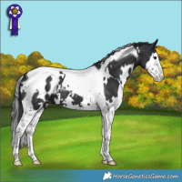 Horse Color:White Spotted Black Splash Tobiano Appaloosa