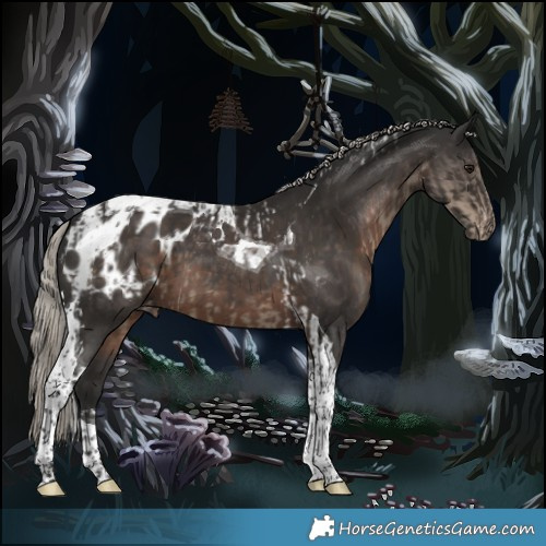 Horse Color:Silver Smoky Black Tobiano Appaloosa  and Gray Silver Black Tobiano Appaloosa 