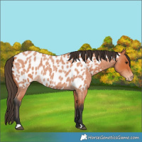 Horse Color:Bay Roan Near Leopard 