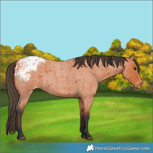 Horse Color:Bay Roan Appaloosa 