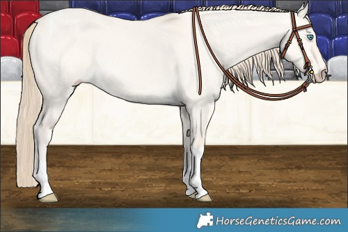 Horse Color:Perlino Dun Tobiano