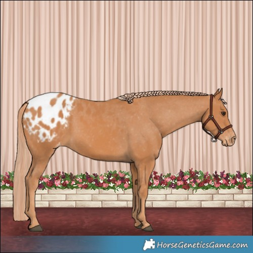 Horse Color:Chestnut Appaloosa
