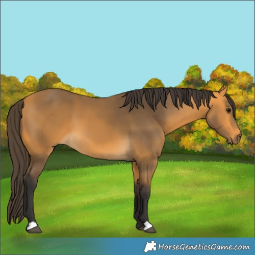 Horse Color:Buckskin