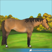 Horse Color:Buckskin 