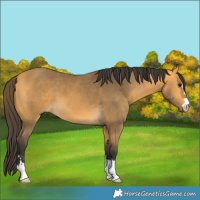 Horse Color:Buckskin 