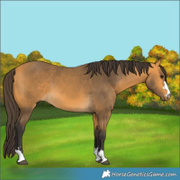 Horse Color:Buckskin 