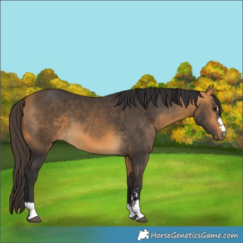 Horse Color:Buckskin 