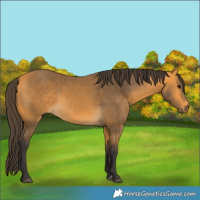 Horse Color:Buckskin 