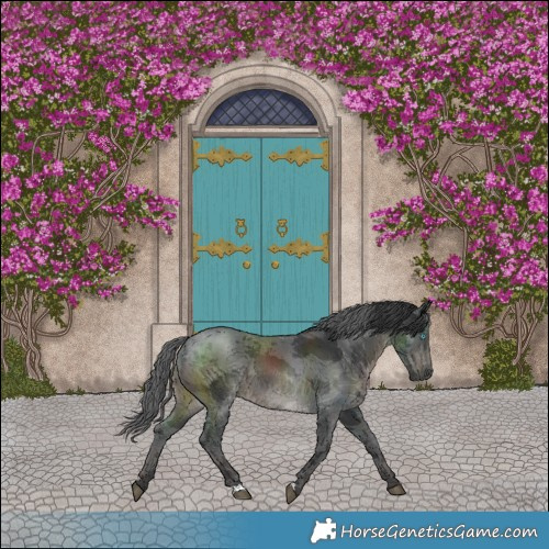 Horse Color:Black Merle 