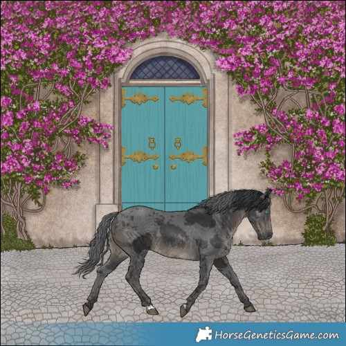 Horse Color:Black Merle 