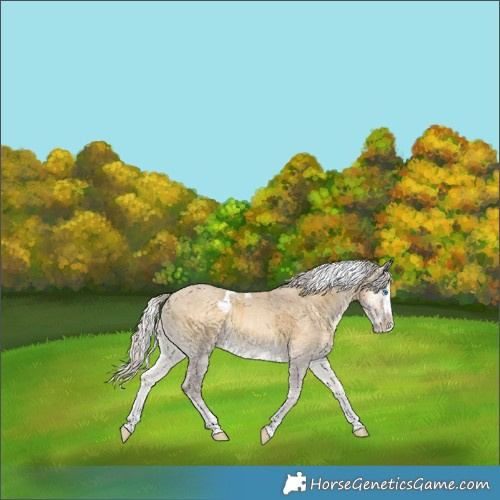 Horse Color:Silver Classic Cream Champagne Onyx Merle Splash 