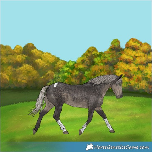 Horse Color:Silver Smoky Black Tobiano 