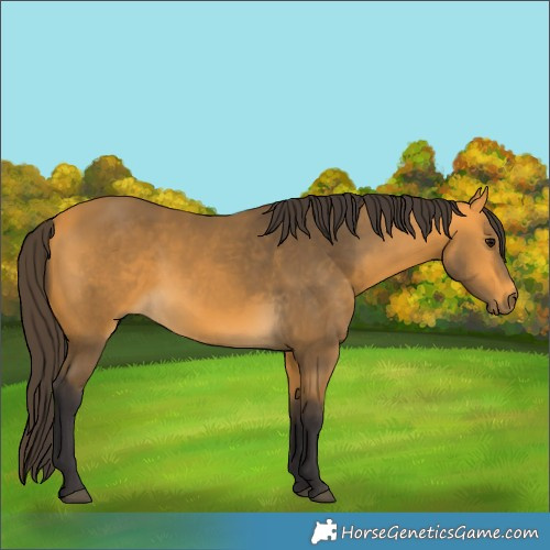 Horse Color:Buckskin 