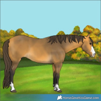 Horse Color:Buckskin 
