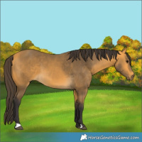 Horse Color:Buckskin 