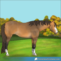 Horse Color:Buckskin 