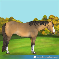 Horse Color:Buckskin 
