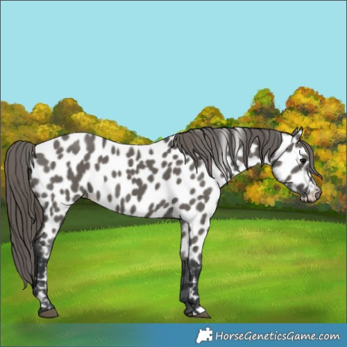 Horse Color:Grullo Appaloosa