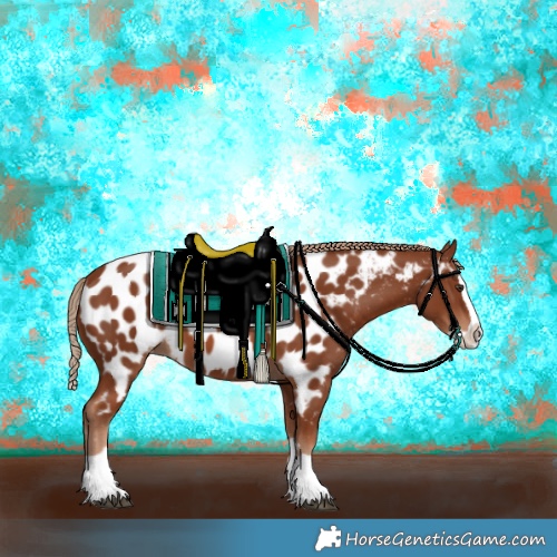 Horse Color:Chestnut Splash Appaloosa 