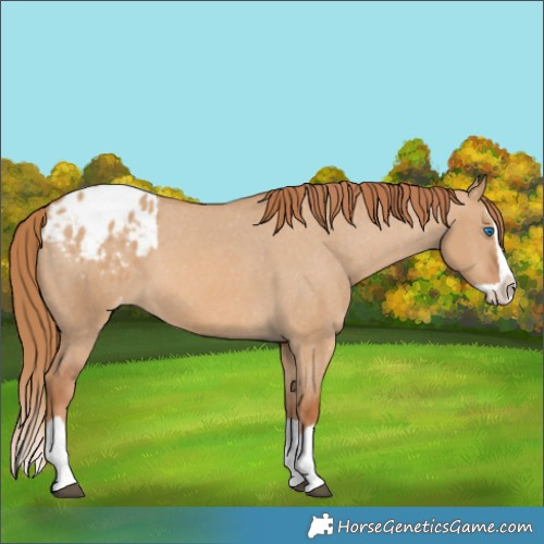 Horse Color:Red Dun Splash Appaloosa 