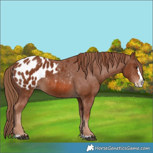 Horse Color:Chestnut Splash Appaloosa 