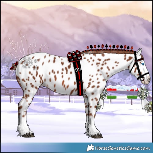 Horse Color:Chestnut Splash Near Leopard