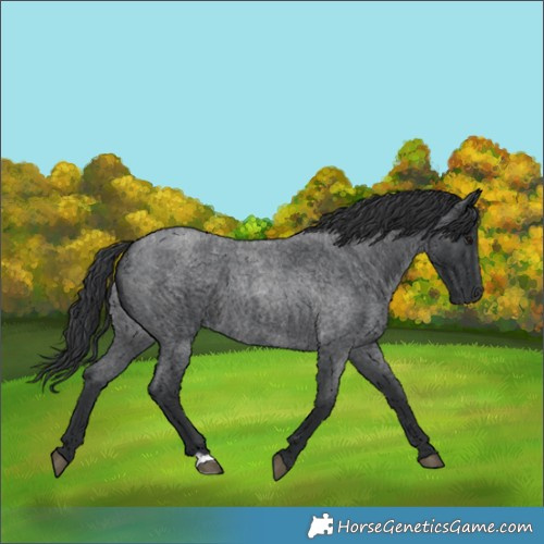 Horse Color:Blue Roan