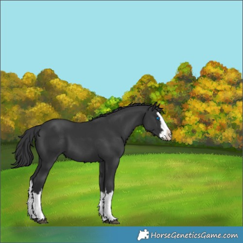 Horse Color:Black Splash 