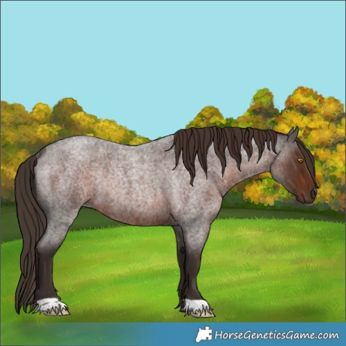 Horse Color:Liver Red Roan Rabicano 