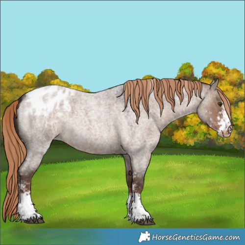 Horse Color:Liver Red Dun Roan Sabino Blanket 