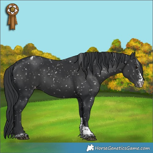 Horse Color:Black Sabino Tobiano Appaloosa 
