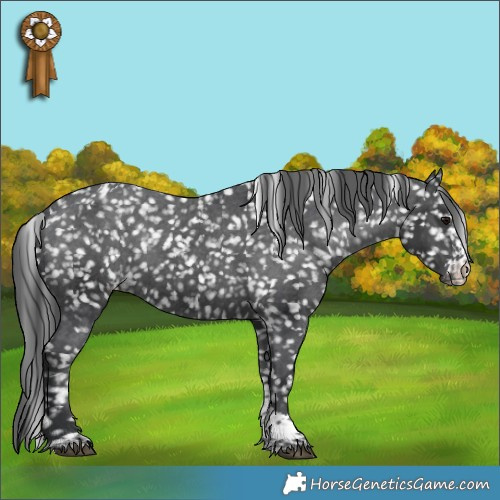 Horse Color:Black Sabino Tobiano Appaloosa 