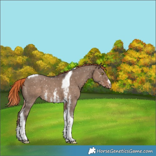 Horse Color:Liver Red Dun Sabino Tobiano Appaloosa 