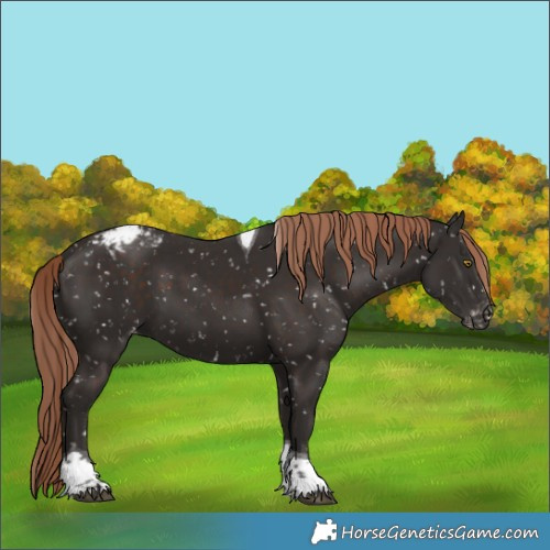 Horse Color:Liver Chestnut Sabino Tobiano Appaloosa 