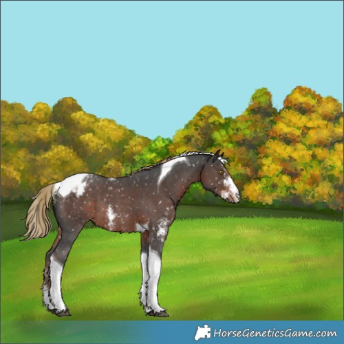 Horse Color:Liver Chestnut Sabino Tobiano Appaloosa Rabicano 