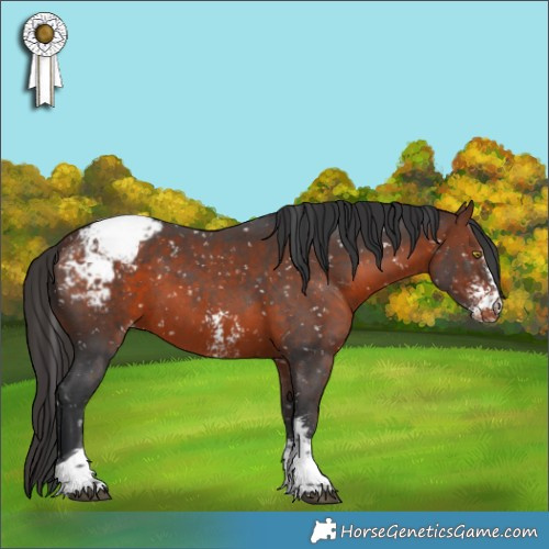 Horse Color:Bay Sabino Tobiano Snowcap 