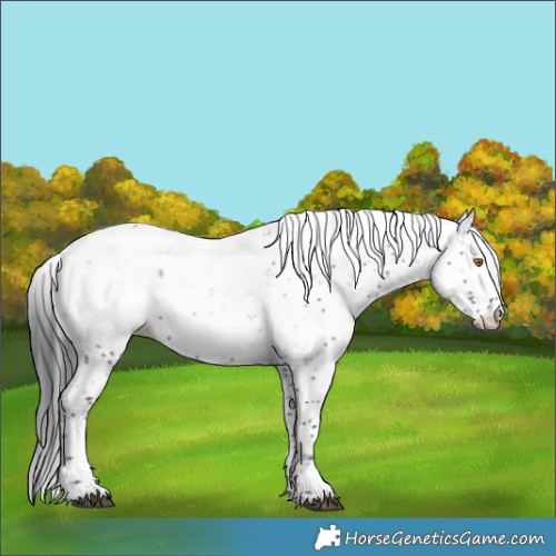 Horse Color:Grullo Sabino Appaloosa 