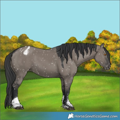 Horse Color:Grullo Sabino Tobiano Appaloosa 