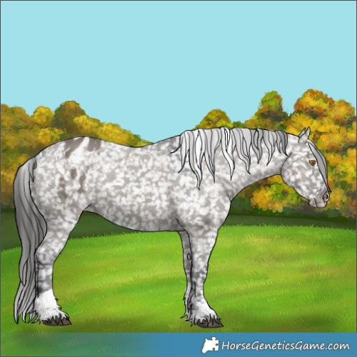 Horse Color:Grullo Sabino Tobiano Blanket 
