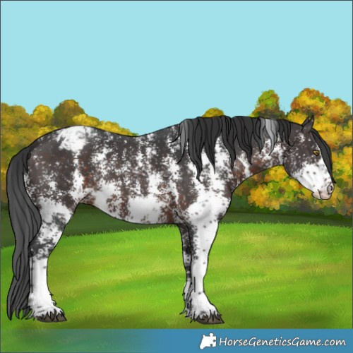 Horse Color:Brown Sabino Snowflake Varnish