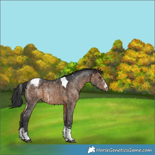 Horse Color:Brown Dun Sabino Tobiano Appaloosa Brindle
