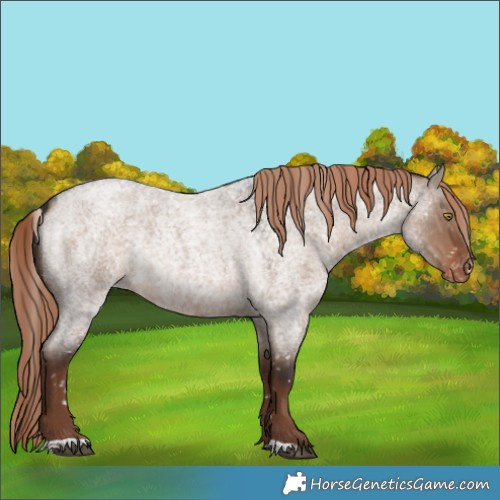 Horse Color:Liver Red Dun Roan Appaloosa Rabicano 