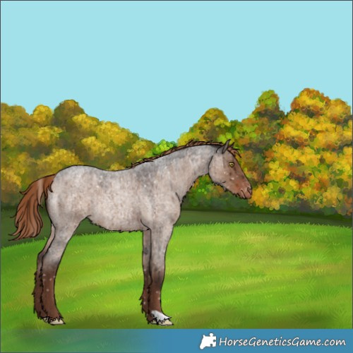 Horse Color:Liver Red Dun Roan Snowflake Varnish Rabicano Brindle 