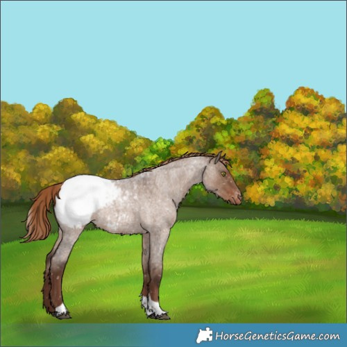 Horse Color:Liver Red Dun Roan Tobiano Snowcap Rabicano 