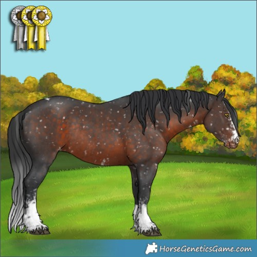 Horse Color:Brown Sabino Tobiano Appaloosa Rabicano 