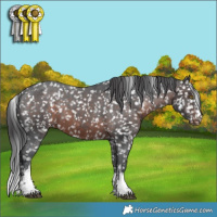 Horse Color:Brown Sabino Tobiano Appaloosa Rabicano